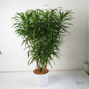 Dracaena Anita (L)