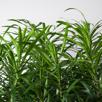 dracaena philippines Dracaena Anita (L) – Hillside Garden