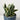 Sansevieria Black Star