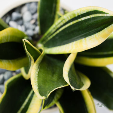 Sansevieria Gold Band