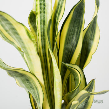 Sansevieria Yellow Stone – Hillside Garden