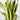 Sansevieria Yellow Stone