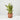 Sansevieria Yellow Stone