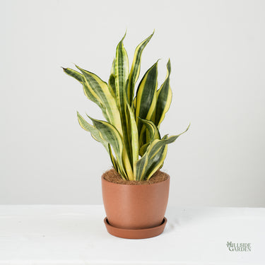 Sansevieria Yellow Stone