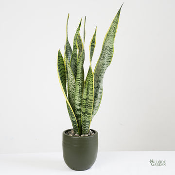snake plant tagalog name Snake Plant Variegated (S)