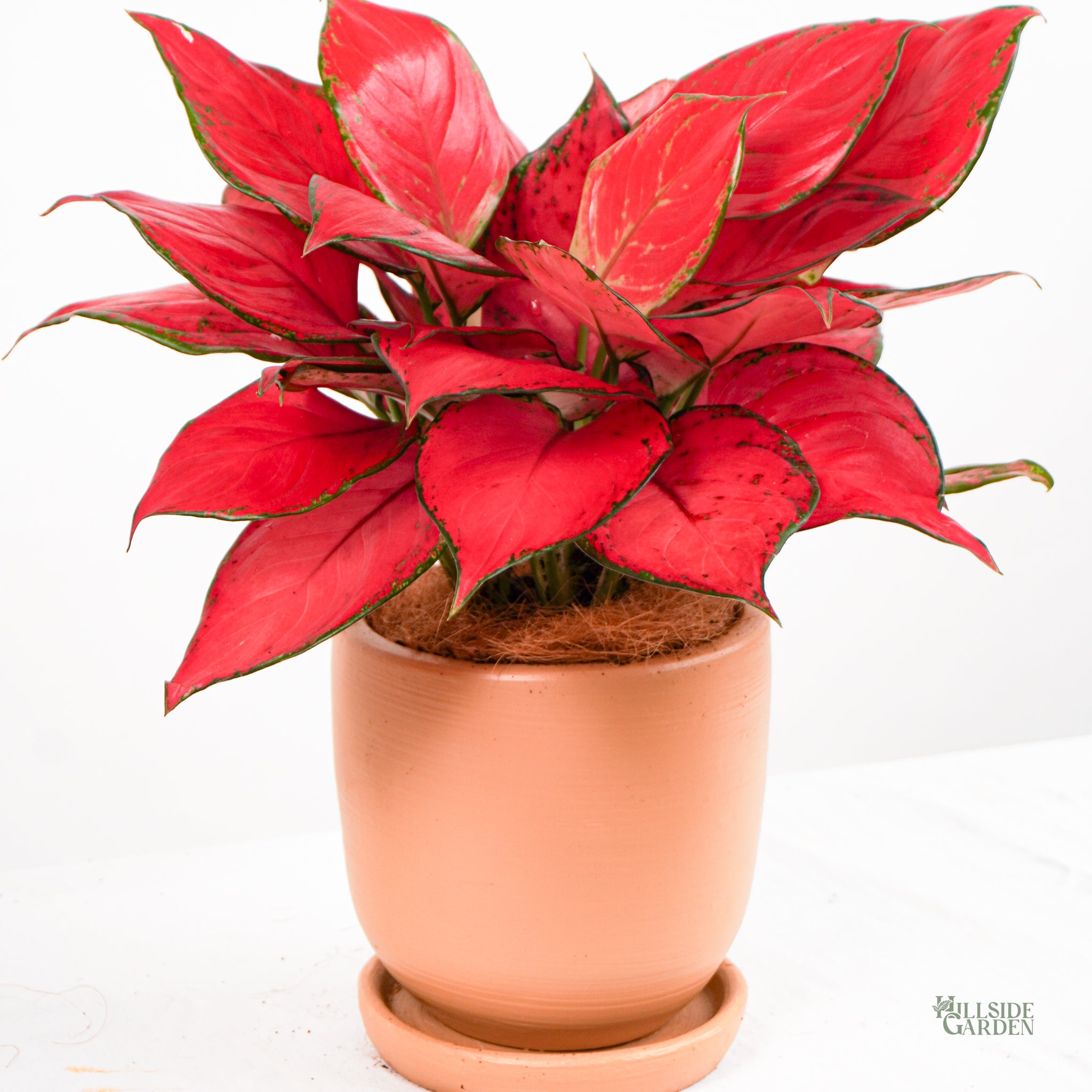 aglaonema plants price philippines Aglaonema Super Red – Hillside Garden