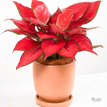 aglaonema super red star Aglaonema Super Red