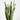 Snake Plant Variegated (M)