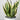 Snake Plant Variegated (S)