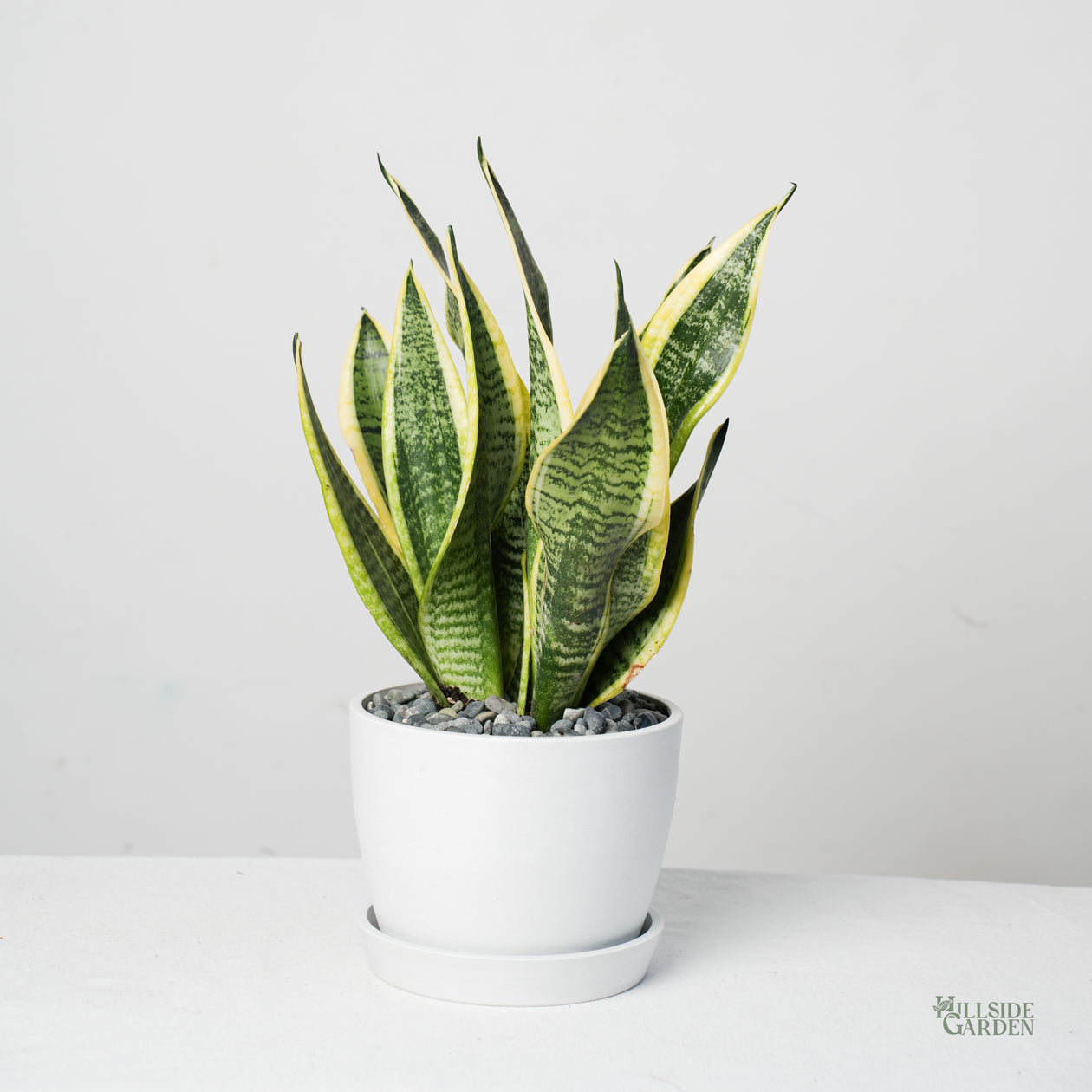 Snake Plant Variegated (S)