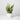 Snake Plant Variegated (S)