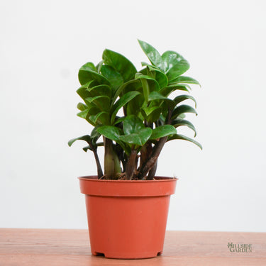 zz plant price philippines Zenzi Zz (XS) – Hillside Garden