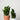 Zz Plant (S)