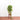 Heartleaf Philodendron (M)