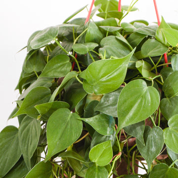 philodendron for sale philippines Heartleaf Philodendron (M) – Hillside Garden