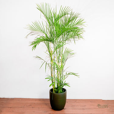 Bamboo Palm (L)