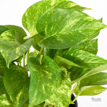 pothos plant in tagalog Golden Pothos (S)