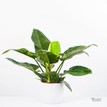 Philodendron Imperial Green (M)