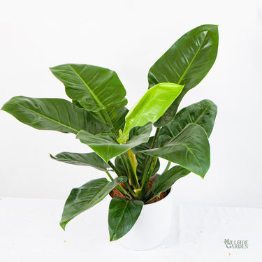 Philodendron Imperial Green (M)