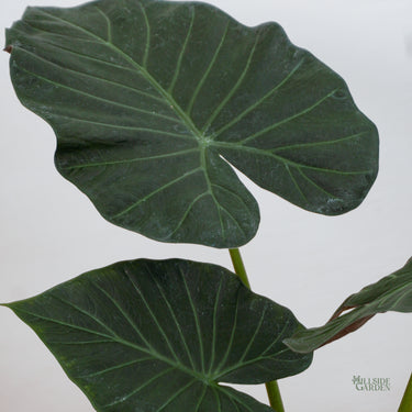 Alocasia Regal Shield (L)