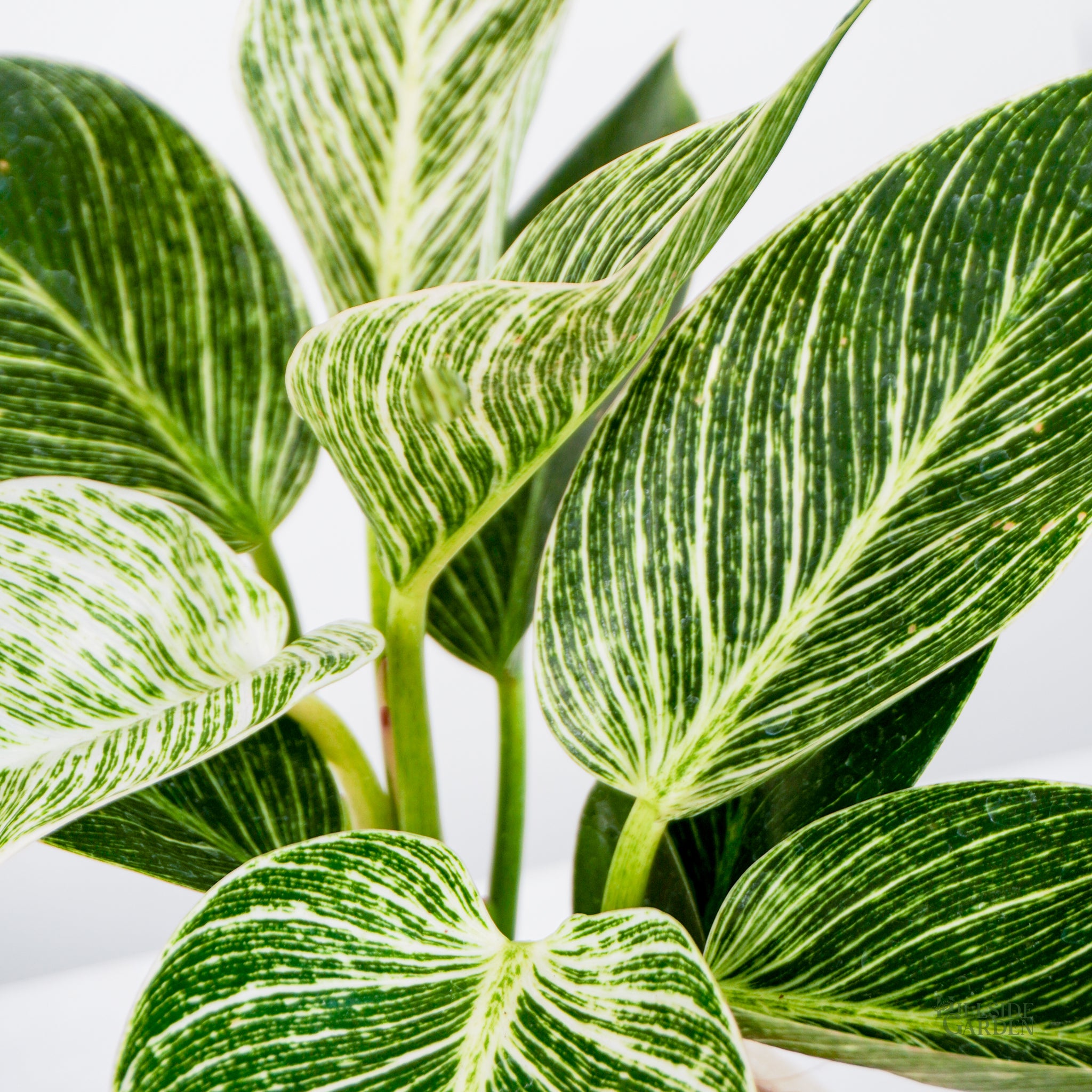 philodendron birkin price philippines Philodendron Birkin (S) – Hillside Garden