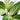 Philodendron Birkin (S)