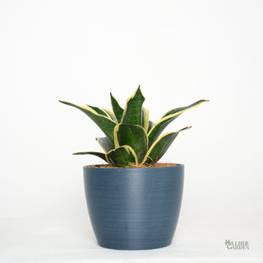 Sansevieria Black Star