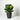 Ficus Sofia 'Column' (M)