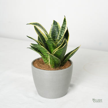 Sansevieria Ocean Star