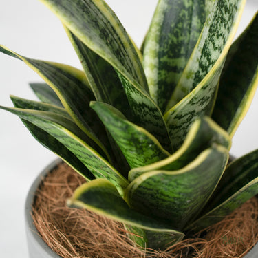 Sansevieria Ocean Star