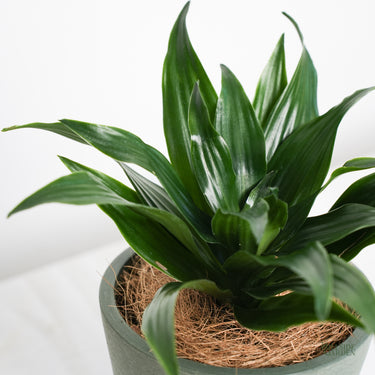 Dracaena Janet Craig