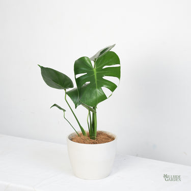 Monstera Deliciosa (S)