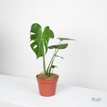 Monstera Deliciosa (S)