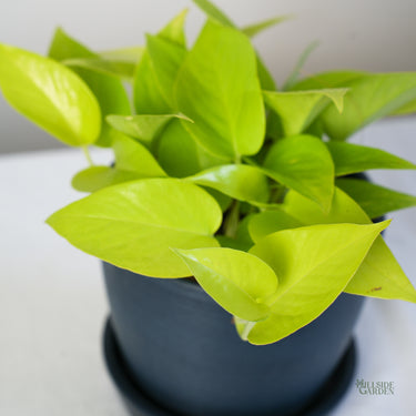 Neon Pothos (S)