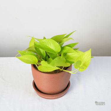 Neon Pothos (S)