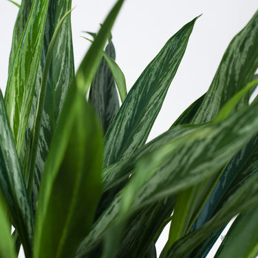 Aglaonema Cutlass (L)