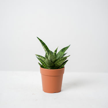 HYDRO - Sansevieria Hybrid