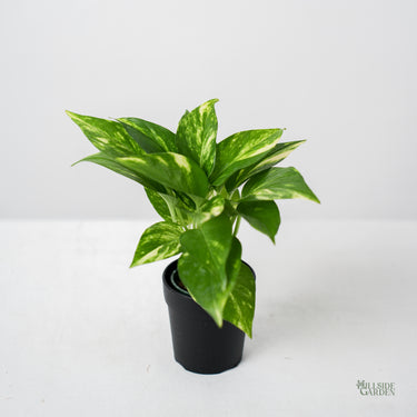 HYDRO - Golden Pothos