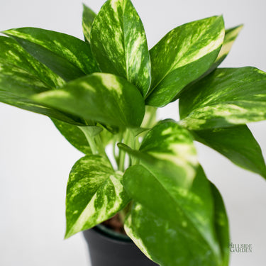 HYDRO - Golden Pothos