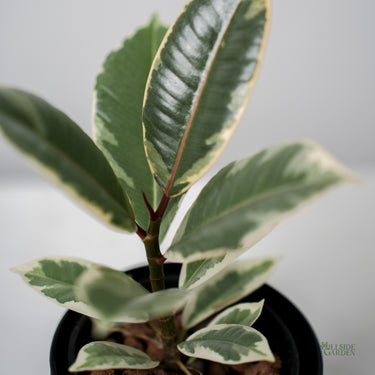 HYDRO - Ficus Tineke