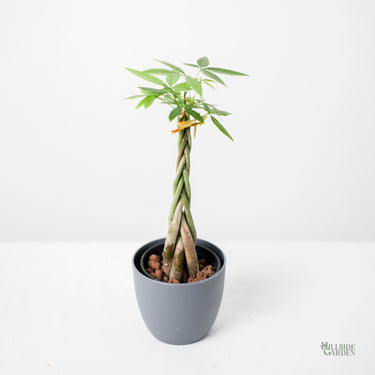 HYDRO - Braided Money Tree