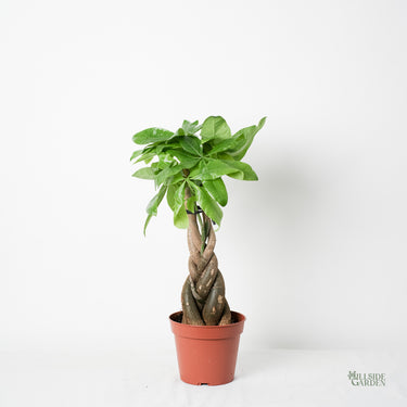 Braided Money Tree (S)