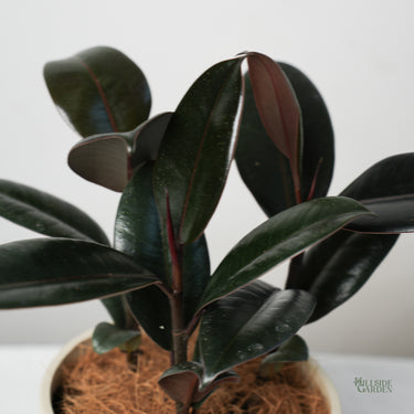 Burgundy Rubber Tree 'Column' (XS)