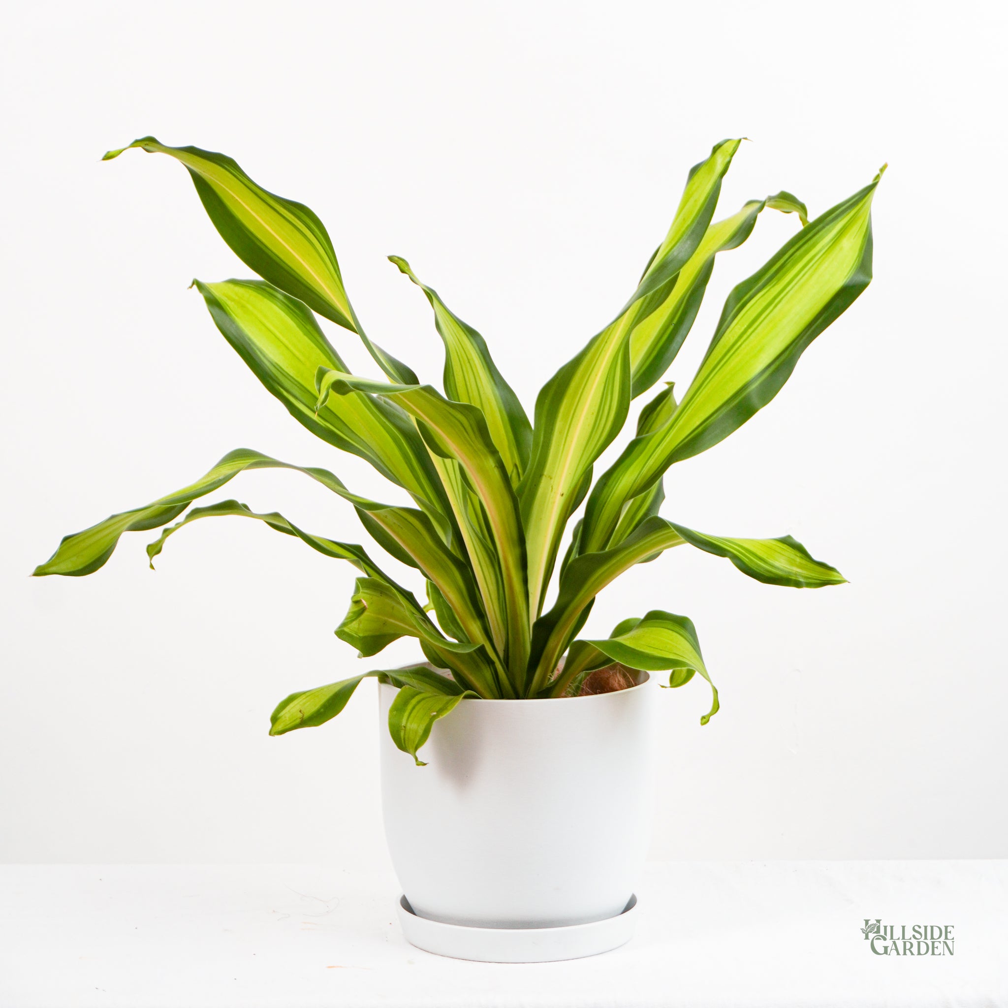 Dracaena Golden Heart (M) – Hillside Garden
