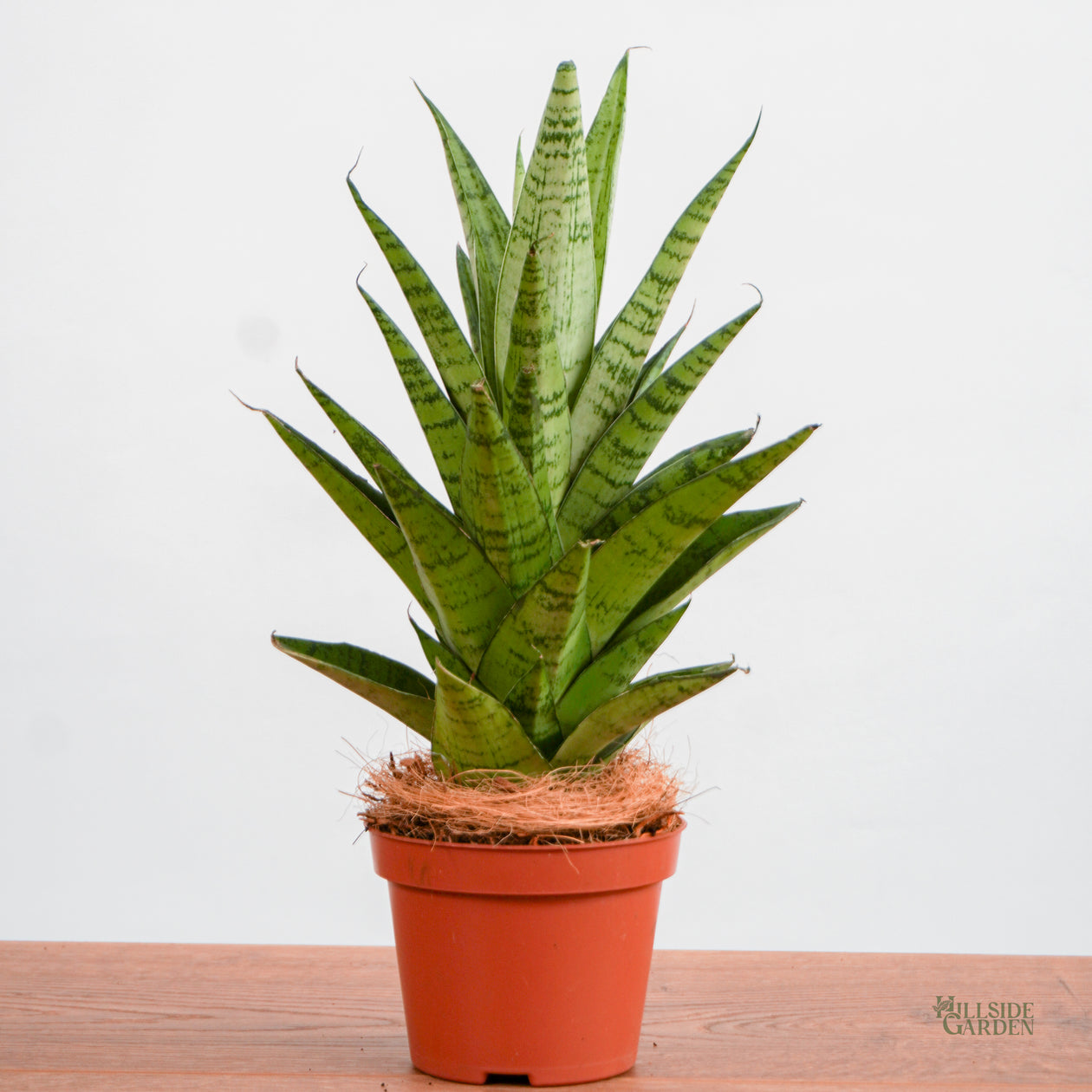 sansevieria hybrid plant Sansevieria Hybrid (XS)