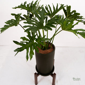 philodendron acutatum price philippines Philodendron Selloum (M)