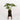 Philodendron Selloum (M)
