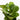 Fiddle Leaf Fig Classic 'Column' (L)