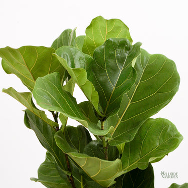 fiddle leaf fig tree philippines Fiddle Leaf Fig Classic 'Column' (L) – Hillside Garden