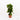 Fiddle Leaf Fig Classic 'Column' (L)